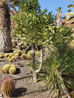 2020-10-GC-Cactualdea-PM-NN-31.jpg